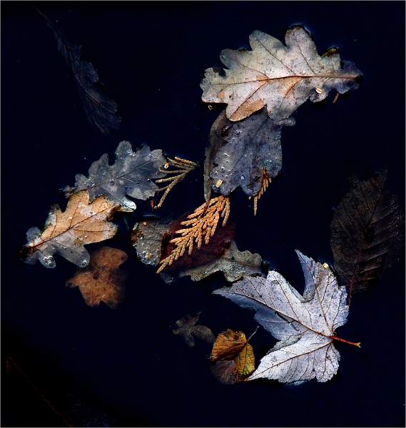 Set3.11 Floating Leaves 2_David Pryke.jpg - Exhibition 2018